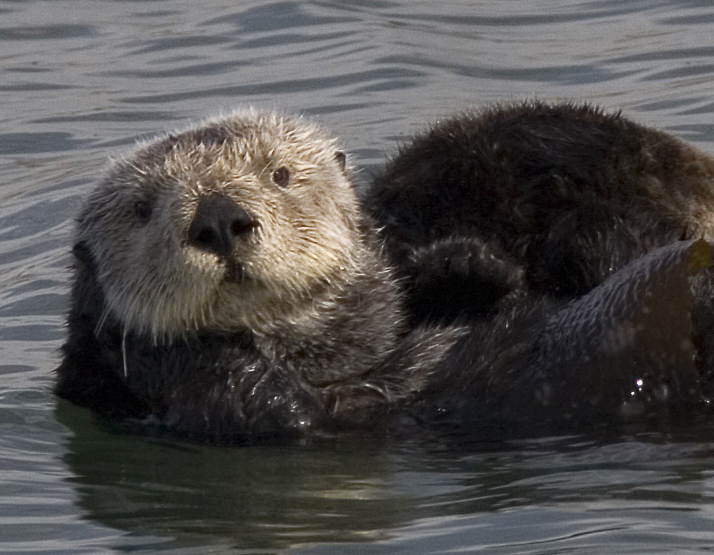D finition Loutre De Mer Enhydra Lutris